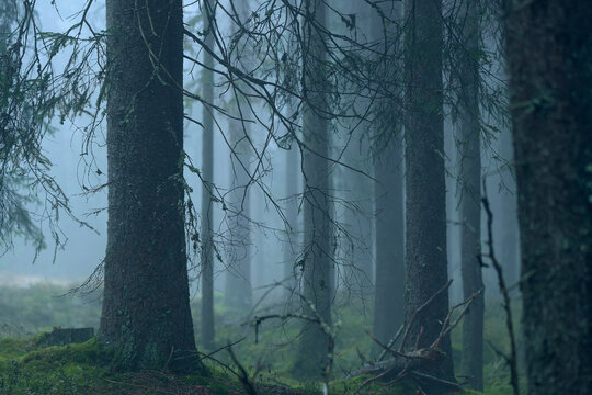 Misty Nordic Pine Forest with Dense Tree Trunks in Atmospheric Fog