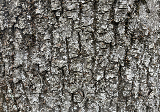 Old bark tree texture. Natural wood surface pattern, old tree skin