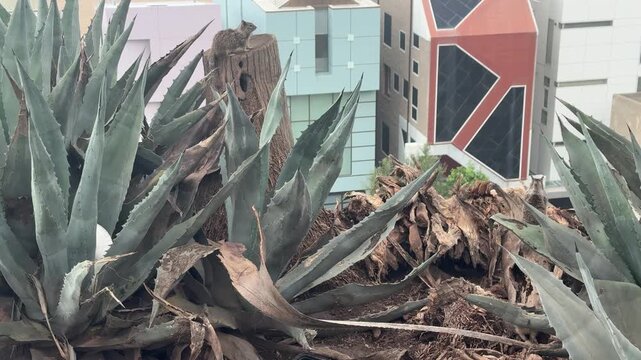 A ground squirrel sits on a palm stump surrounded by agave plants on a coastal bluff above beach houses in Santa Monica, California. Overcast day. No audio.