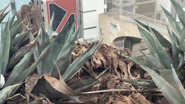 Ground squirrels scurry among agave plants and dry palm fronds on a coastal bluff in Santa Monica, California, under an overcast sky. No audio.