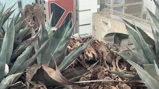 Ground squirrels move among agave plants and dry palm fronds on a coastal bluff in Santa Monica, California, under overcast skies. No audio.