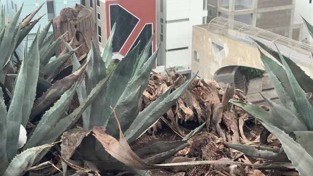 Ground squirrels scurry among agave plants on a coastal bluff overlooking a coastal road and footbridge in Santa Monica, California. Overcast day. No audio.