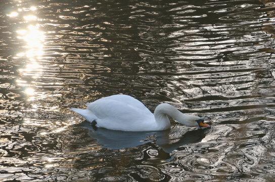 Graceful white swan (cygnus olor) swimming in calm water with the reflection of the sun's rays.Nature, fauna,  mute swan,fauna, birdwatching, wildlife protection.