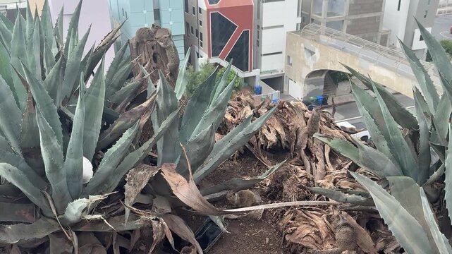 Ground squirrels scurry among agave plants on a coastal bluff above beach houses in Santa Monica, California. Soft daylight on the vegetation. No audio.