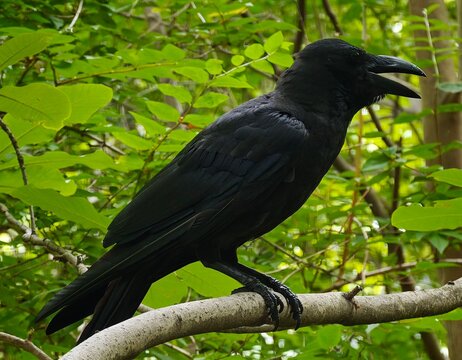 A crow at the Tokyo Imperial Palace