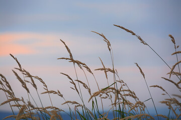 Naklejka premium Moody shot of wild grasses swaying in the wind in the light of the setting sun.
