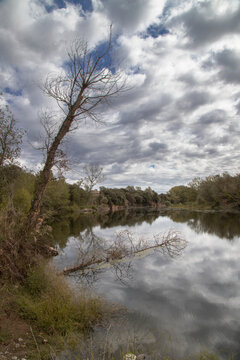Leafless tree reflecting in calm river creating tranquility