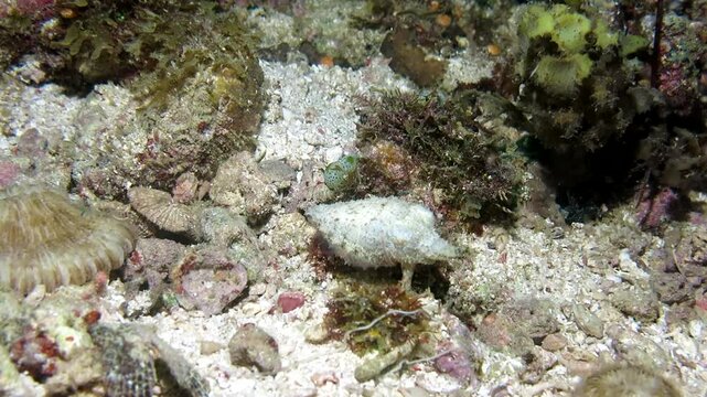 Tiny white cuttlefish camouflaging as a shell during a night dive