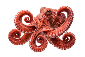 Red octopus with curled tentacles, fresh raw seafood, textured marine cephalopod animal isolated PNG with Transparent Background © Haneef Sumbul