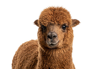 Brown alpaca portrait, fluffy wool texture, cute farm animal head, domestic llama face isolated PNG with Transparent Background © Haneef Sumbul