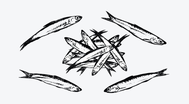 Rough pencil sketch of an anchovy illustration. Suitable for fish product packaging designs, seafood menus, or anchovy recipes.