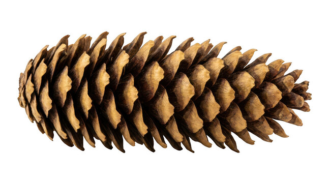 Brown pine cone isolated on transparent background
