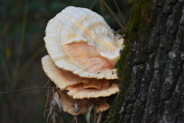 Bracket Fungus Growing on Tree Trunk in Forest © Stan
