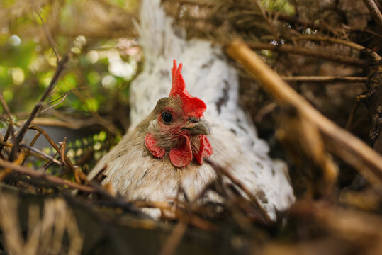 Huhn im Nest