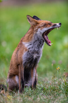 Red Fox Yawning with Open Mouth in a Green Natural Setting.