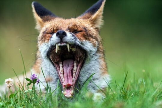 Close-Up Portrait of a Red Fox Showing Its Teeth While Yawning.

