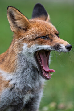 Close-Up Portrait of a Red Fox Showing Its Teeth While Yawning.

