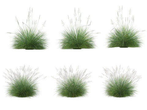 Set of ornamental grass bushes isolated on transparent background, realistic green foliage with delicate seed heads.
