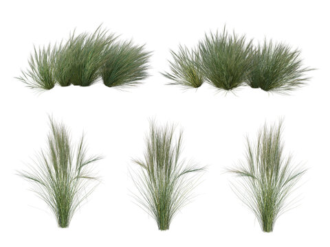 Set of tall slender green grass bushes isolated on transparent background, realistic wild meadow foliage mockup.