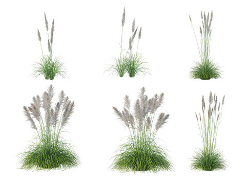 Set of light dry pampas grass bushes isolated on transparent background, realistic wild cereal plants mockup.
