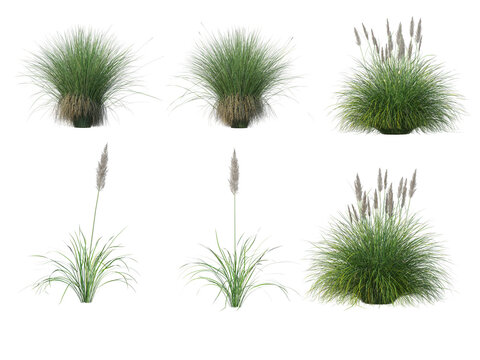 Set of ornamental grass bushes isolated on transparent background, realistic green foliage with seed heads.