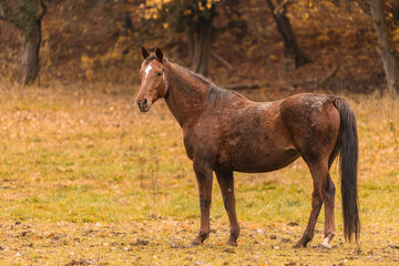 Pferde im Herbst © Nadine Haase