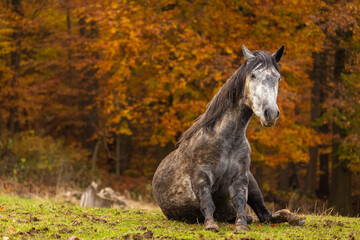 Pferde im Herbst © Nadine Haase