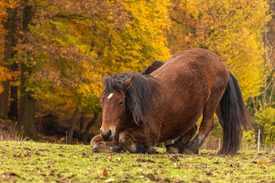 Pferde im Herbst