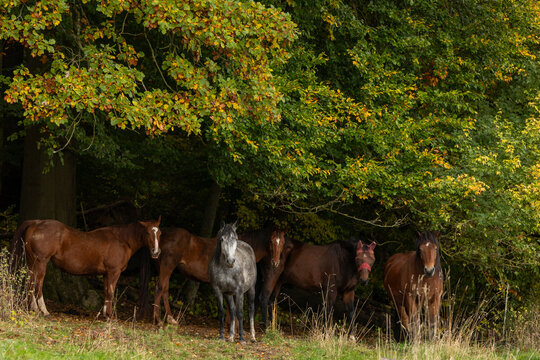 Pferde im Herbst