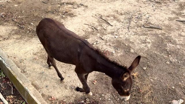 Top view of domestic donkey walking calmly on dirt ground next to bushes
