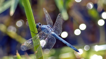 Male eastern pondhawk dragonfly (Erythemis simplicicollis) perched on a blade of grass above the water, in Panama City, Florida, USA © Angela