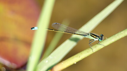 Male rambur's forktail (Ischnura ramburii) damelfly on a blade of grass, in Panama City, Florida, USA © Angela