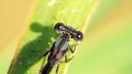 Close up of a variable dancer (Argia fumipennis) damselfly in Panama City, Florida, USA © Angela