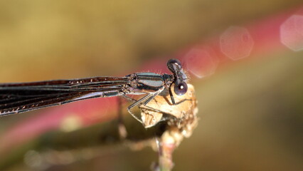 Close up of a variable dancer (Argia fumipennis) damselfly in Panama City, Florida, USA © Angela