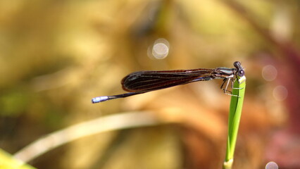 Variable dancer (Argia fumipennis) damselfly perched on a blade of grass, in Panama City, Florida, USA © Angela