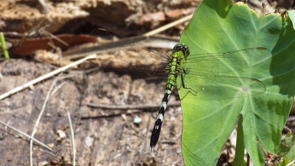 Female eastern pondhawk dragonfly (Erythemis simplicicollis) perched on a leaf in Panama City, Florida, USA © Angela