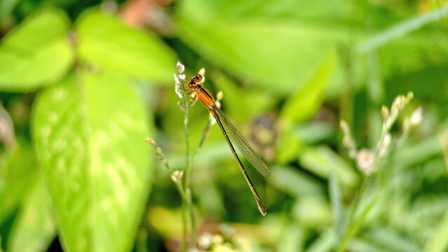 Rambur's forktail (Ischnura ramburii) damselfly on a wildflower in Panama City, Florida, USA