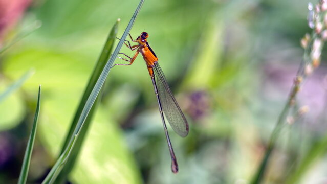 Rambur's forktail (Ischnura ramburii) damselfly on a blade of grass, in Panama City, Florida, USA