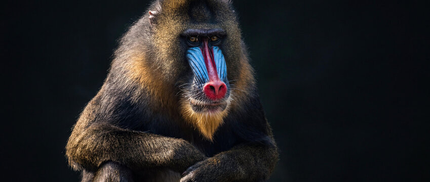Mandrill Primate Portrait from Central Africa, Cinematic Wildlife Photography with Sharp Details on Dark Background
