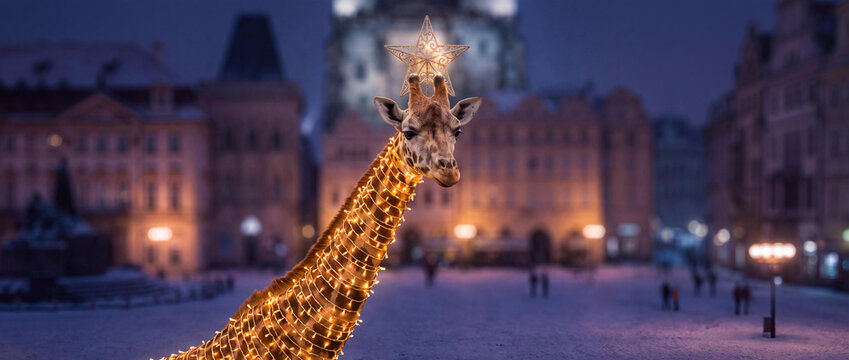 Surreal Panorama of a Giraffe Decorated with Christmas Lights and Star in Prague Old Town Square, Czech Republic, Winter Cinematic Night Shot