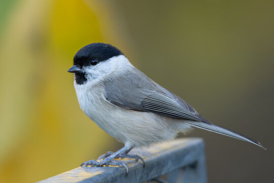 Marsh tit (Poecile palustris) - Sumpfmeise