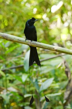 Greater racket-tailed drongo (Dicrurus paradiseus paradiseus) perched on a bamboo stalk at Cat Tien National Park, Vietnam