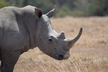 The majestic kenyan Rhino © Yash_Sangle