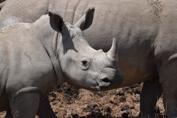 The majestic kenyan Rhino © Yash_Sangle