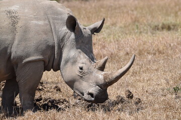 The majestic kenyan Rhino © Yash_Sangle