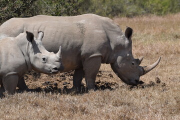 The majestic kenyan Rhino © Yash_Sangle