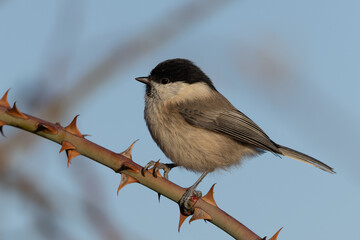 Fototapeta premium Willow tit (Poecile montanus) - Weidenmeise