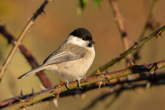 Willow tit (Poecile montanus) - Weidenmeise