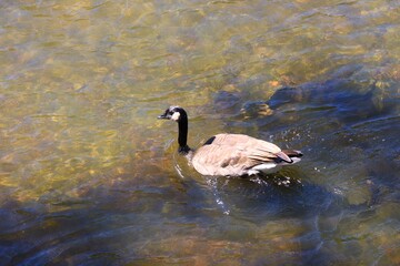 Canada goose swimming on an autumn river © fluffypw88