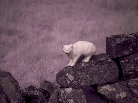 White cat on rocks in nature captured using infrared filter technique